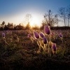 Koniklec velkokvety - Pulsatilla grandis - Pasqueflower o0052